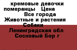 кремовые девочки померанцы › Цена ­ 30 000 - Все города Животные и растения » Собаки   . Ленинградская обл.,Сосновый Бор г.